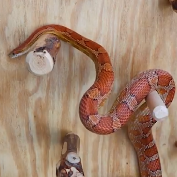 Corn Snake National Mississippi River Museum & Aquarium